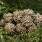 Castanopsis in Cambodia, Laos and Vietnam