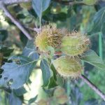 Fagus in Cambodia, Laos and Vietnam