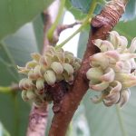 Quercus in Cambodia, Laos and Vietnam