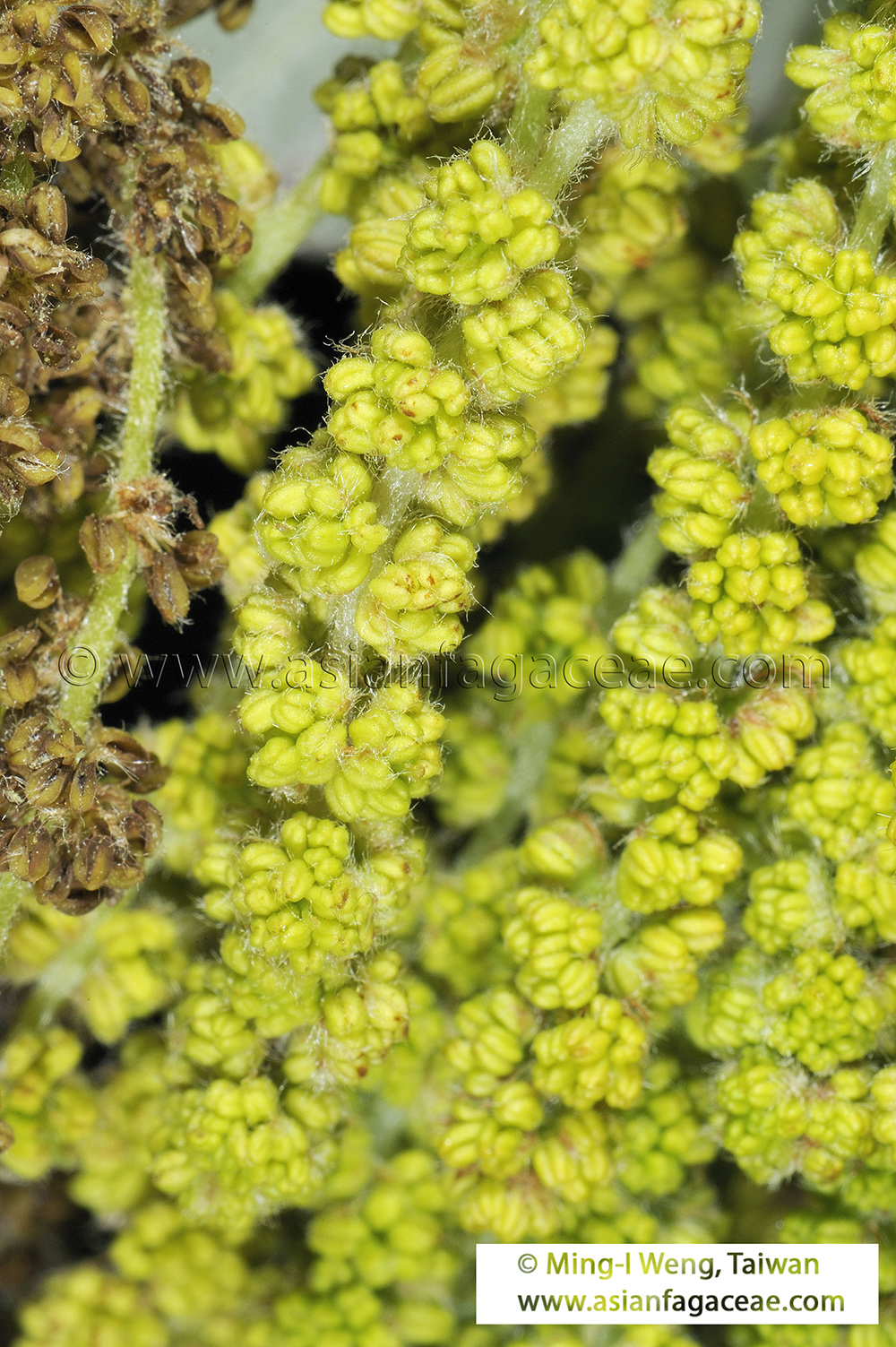 Artemisia annua - Wikispecies