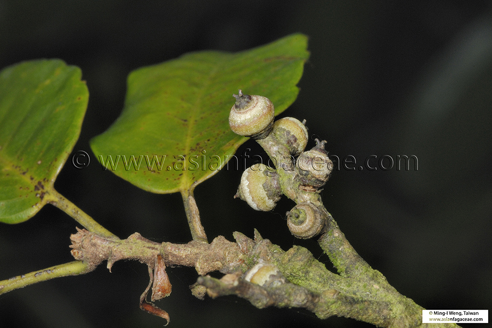 Hamamelis japonica - Wikispecies